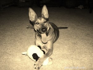Happiness Dog Toy: A Fresh Take on Canine Playtime
