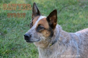 8‑Year‑Old Cattle Dog Sawyer Finds Loving Forever Home