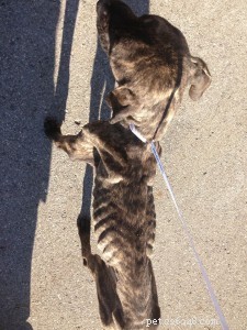 Reward Offered for Leads on Neglected Dog Found in Lansing
