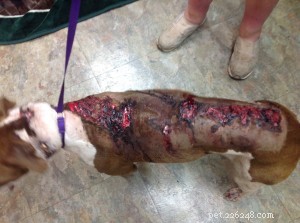 Dog Injured by Acid Finds Recovery in New Mexico Veterinary Care