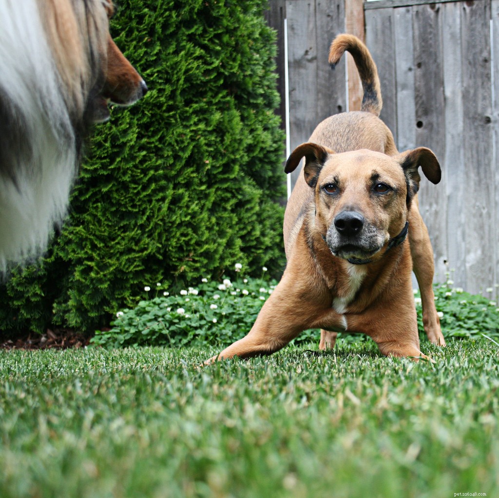 The Play Bow Explained: How Dogs Invite Friendly Play