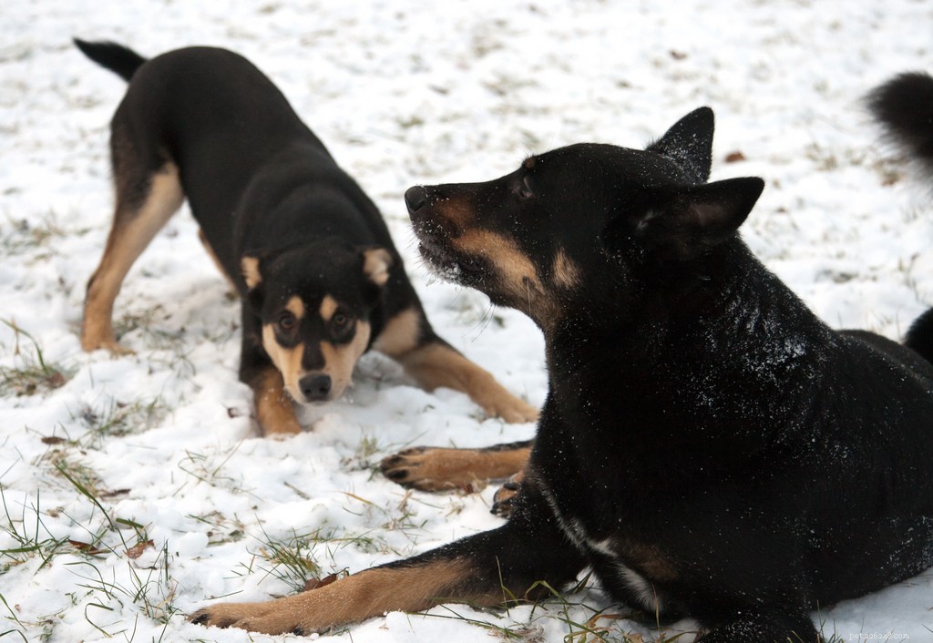 The Play Bow Explained: How Dogs Invite Friendly Play