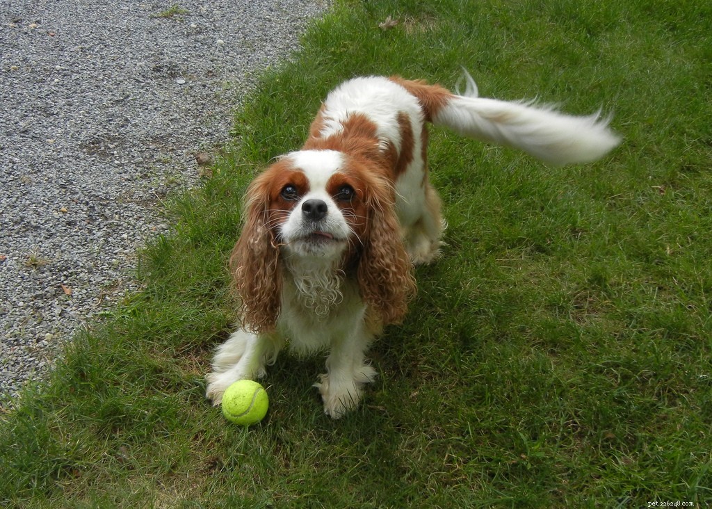 The Play Bow Explained: How Dogs Invite Friendly Play
