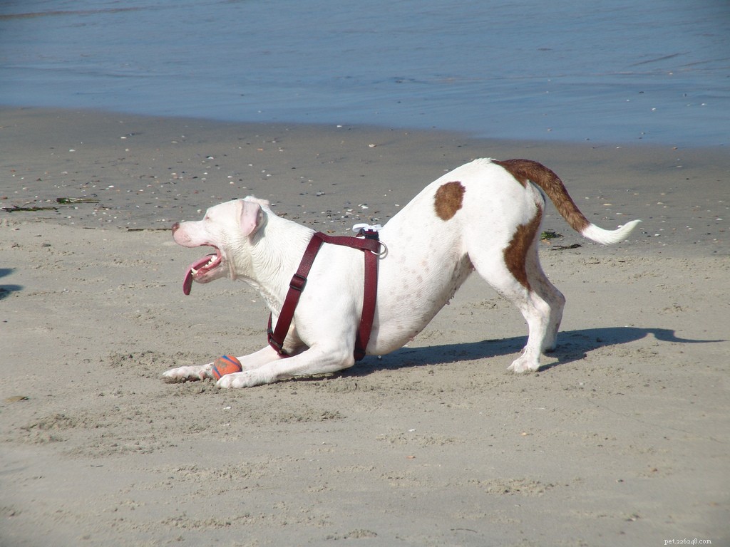 The Play Bow Explained: How Dogs Invite Friendly Play