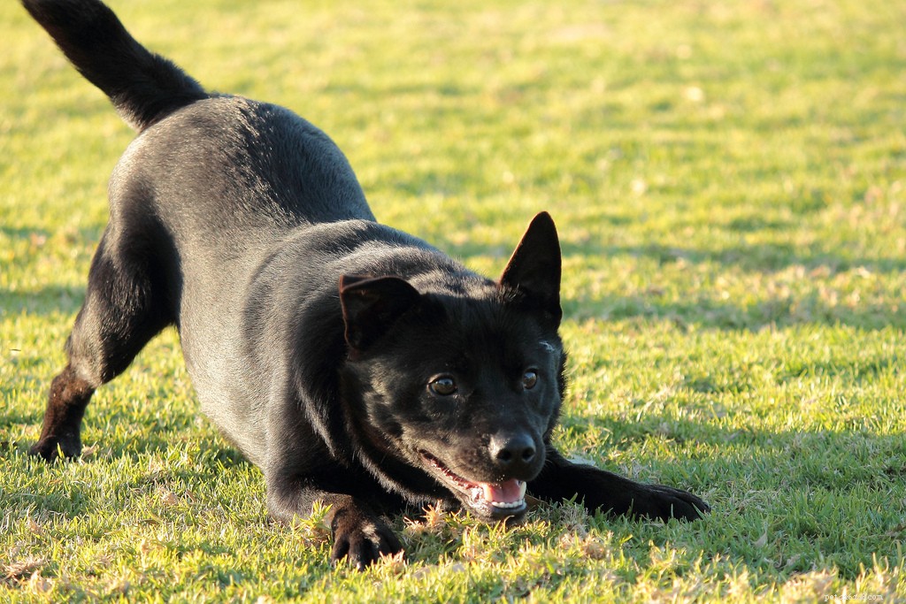The Play Bow Explained: How Dogs Invite Friendly Play