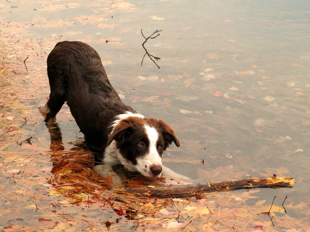 The Play Bow Explained: How Dogs Invite Friendly Play
