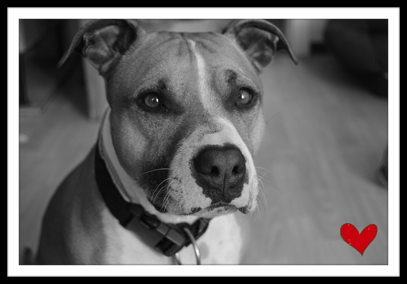 Pitbull Week Celebration: Myths, Facts, and Community Support