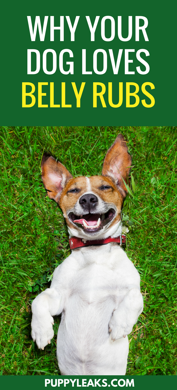 Why Dogs Love Belly Rubs: The Science Behind Their Affection