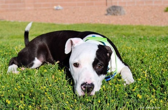 Urgent Fundraiser: Help Rook, a 4‑Month‑Old Puppy, Get Life‑Saving Spinal Surgery