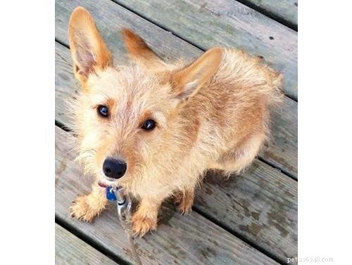 Uncover Your Dog’s Ancestry: Why a Wisdom Panel DNA Test Is Worth It