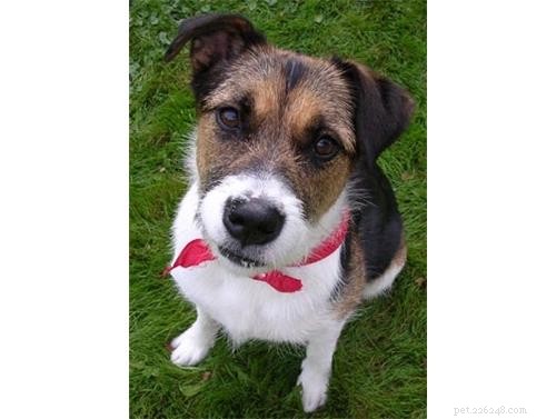 Uncover Your Dog’s Ancestry: Why a Wisdom Panel DNA Test Is Worth It