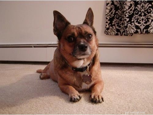 Uncover Your Dog’s Ancestry: Why a Wisdom Panel DNA Test Is Worth It