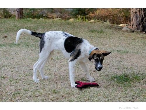 Uncover Your Dog’s Ancestry: Why a Wisdom Panel DNA Test Is Worth It