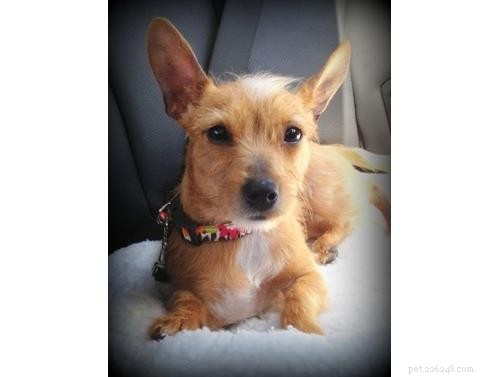 Uncover Your Dog’s Ancestry: Why a Wisdom Panel DNA Test Is Worth It