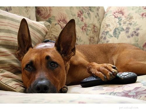 Uncover Your Dog’s Ancestry: Why a Wisdom Panel DNA Test Is Worth It