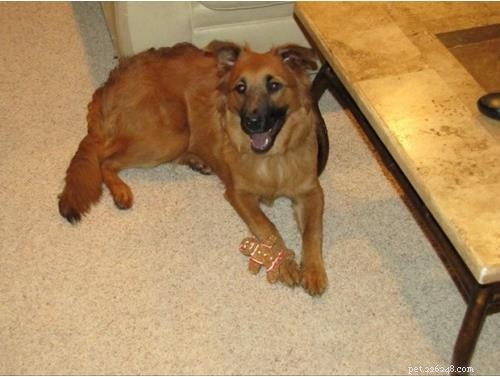 Uncover Your Dog’s Ancestry: Why a Wisdom Panel DNA Test Is Worth It