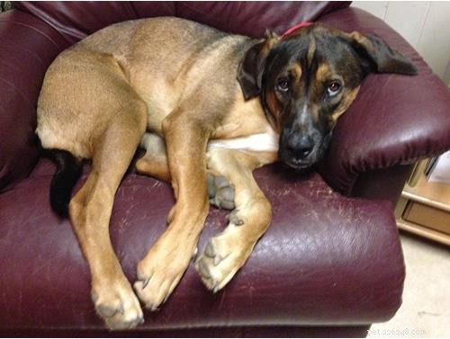 Uncover Your Dog’s Ancestry: Why a Wisdom Panel DNA Test Is Worth It