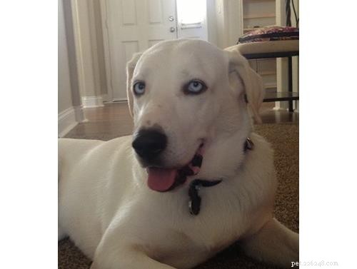 Uncover Your Dog’s Ancestry: Why a Wisdom Panel DNA Test Is Worth It