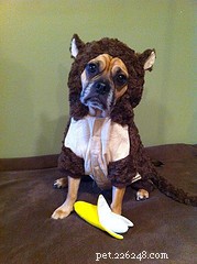 Homemade Banana Boat Treats for Dogs: Simple & Healthy Recipe