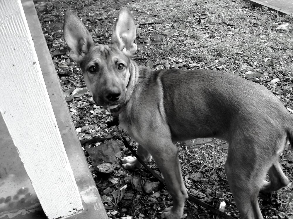 Black & White Sunday: Blog Hop with Dachshund Nola & Golden Retriever Sugar