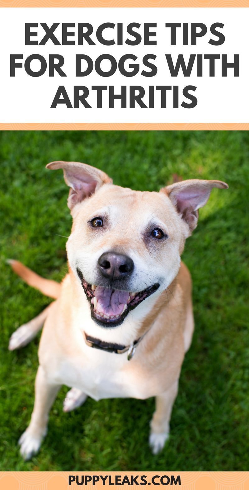 Safe Low-Impact Exercise Strategies for Arthritic Dogs
