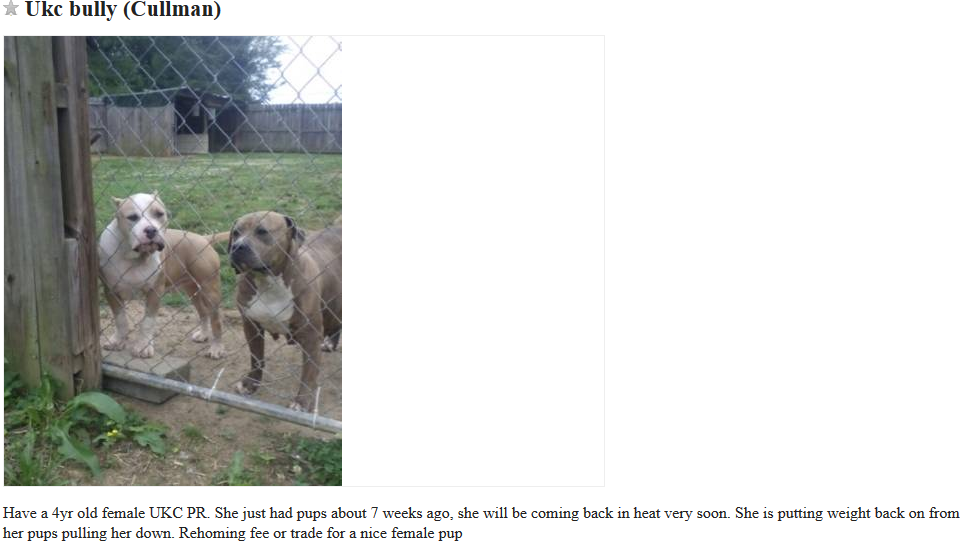 The Hidden Risks of Trading Dogs on Craigslist