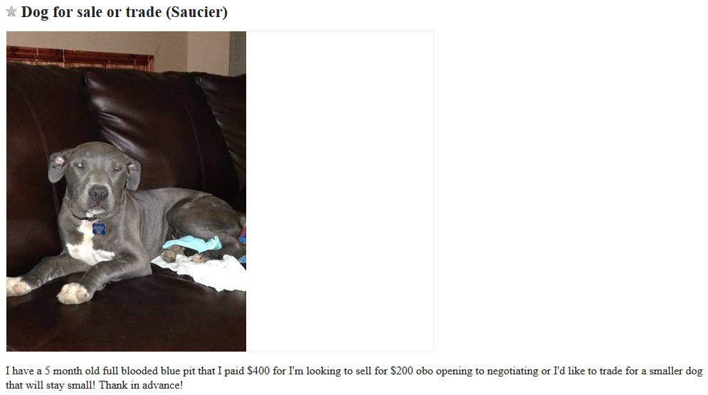 The Hidden Risks of Trading Dogs on Craigslist