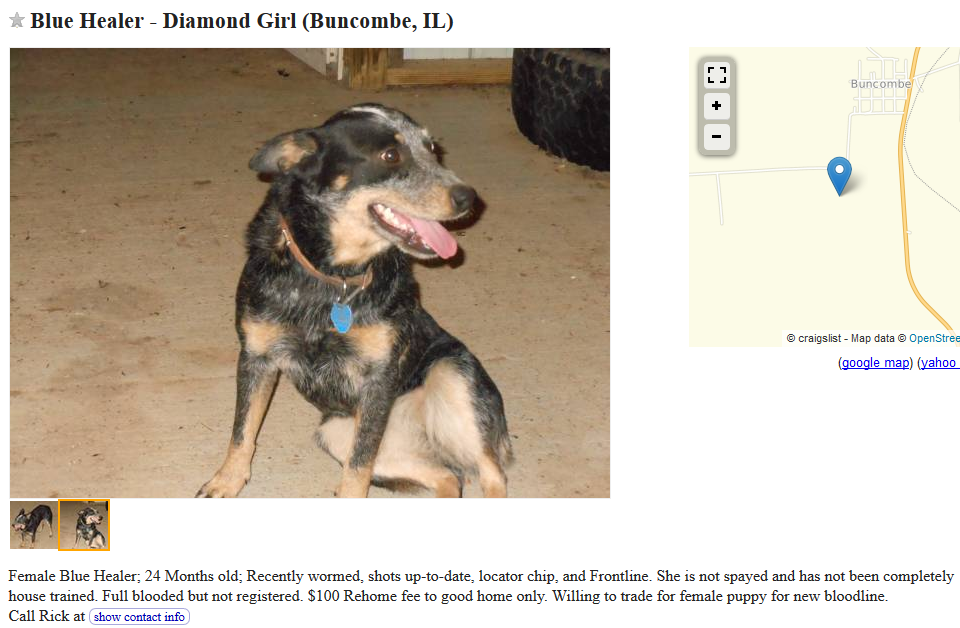 The Hidden Risks of Trading Dogs on Craigslist