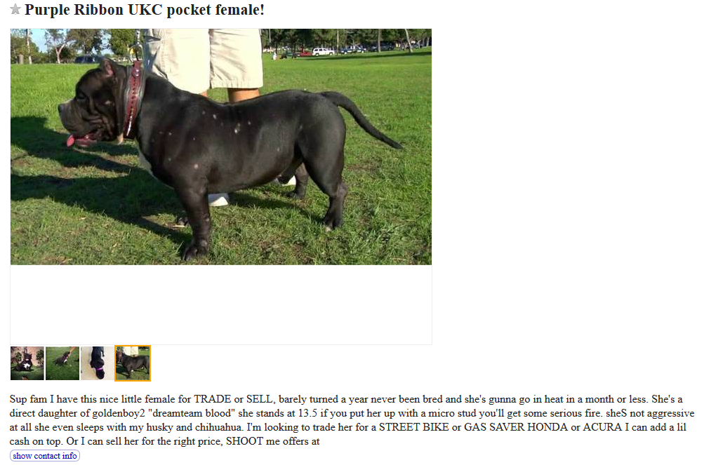 The Hidden Risks of Trading Dogs on Craigslist