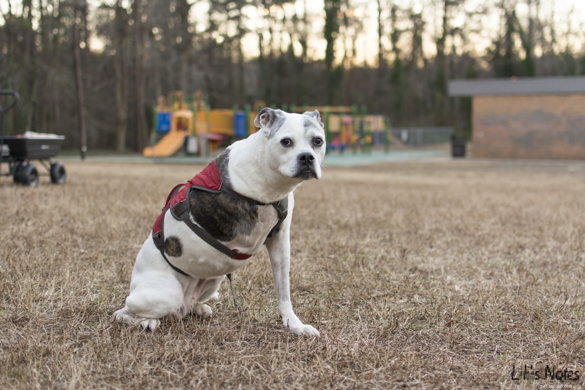 Honoring Sasha: A Trailblazing Dog in Cancer Research