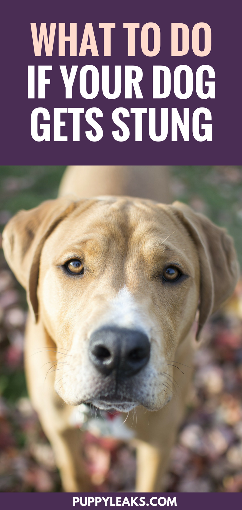 How to Respond When Your Dog Gets Stung: Quick, Safe, and Effective Care