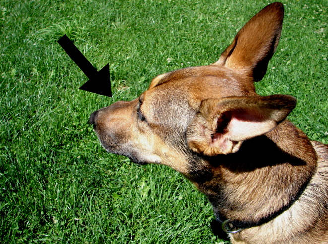 How to Respond When Your Dog Gets Stung: Quick, Safe, and Effective Care