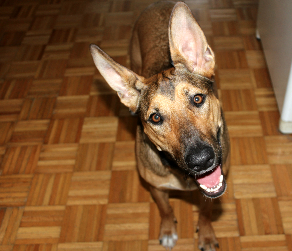 Dog vs. Aardvark: Discover the Unexpected Charms of These Animals