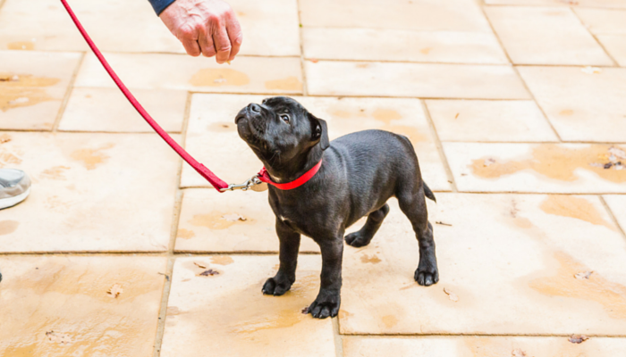 10 Proven Strategies for Walking Your Reactive Dog Safely