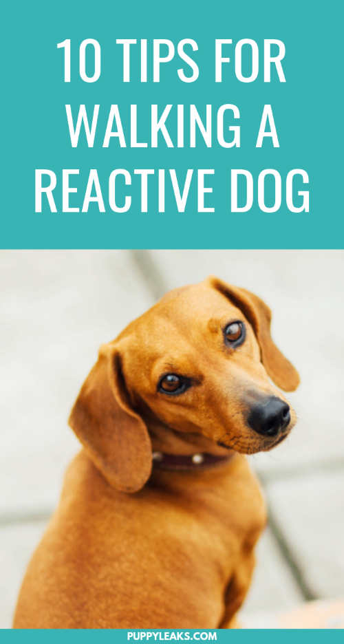 10 Proven Strategies for Walking Your Reactive Dog Safely