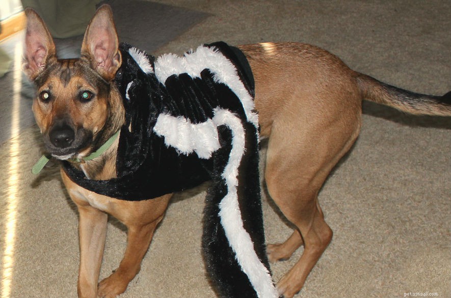 Help Pick the Perfect Halloween Dog Costume