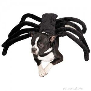 Help Pick the Perfect Halloween Dog Costume