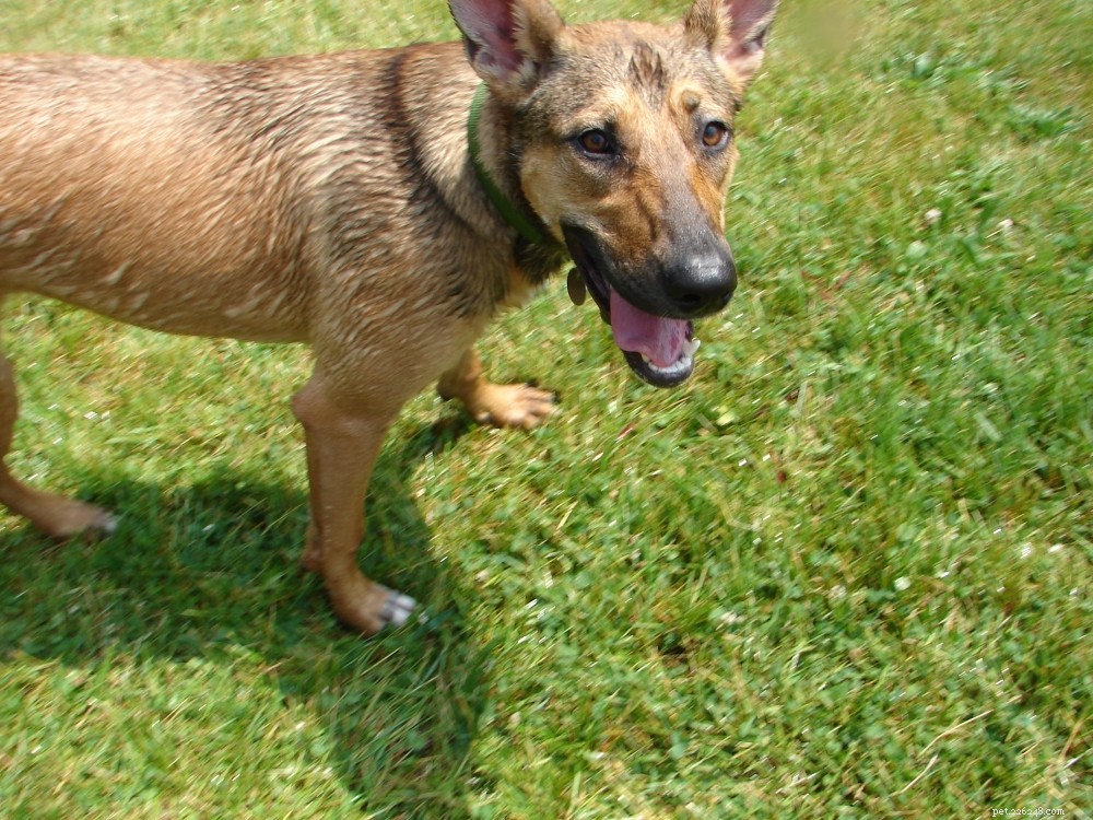 Managing a Reactive Dog’s Fear of Horses: Proven Training Strategies