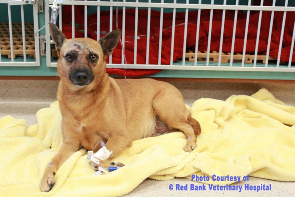 New Jersey Dog Thrown from Moving Car Survives, Reunited with Family