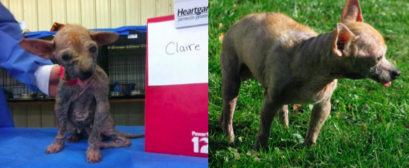 How These 3 Rescues Give Senior Dogs a Second Chance at Forever Homes