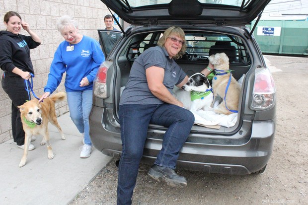 How These 3 Rescues Give Senior Dogs a Second Chance at Forever Homes