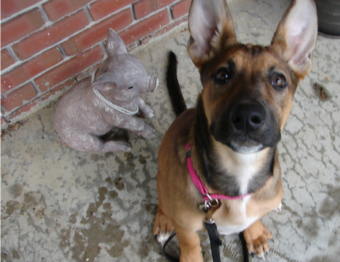 Understanding Resource Guarding: Identifying & Managing Dangerous Food Aggression in Dogs