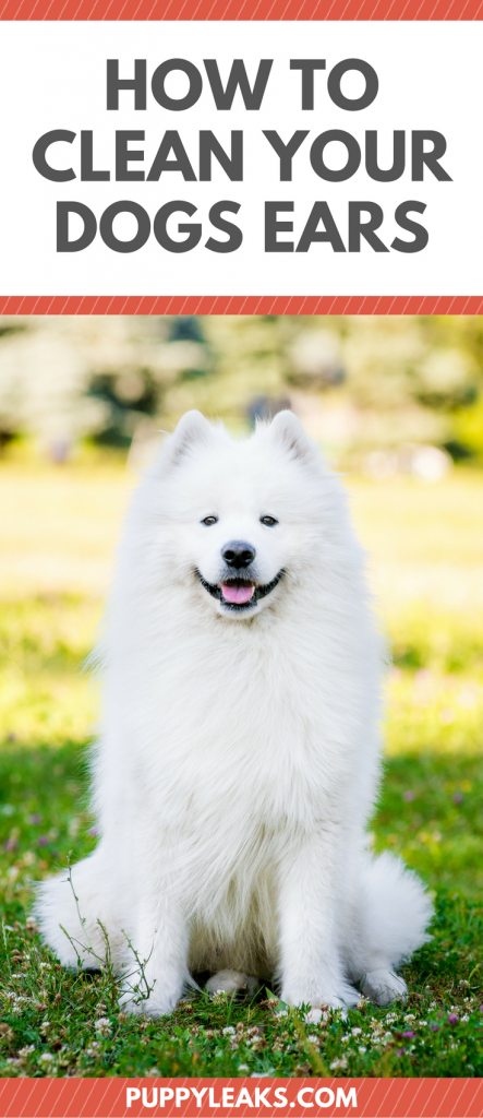 Professional Guide: How to Clean Your Dog’s Ears Safely