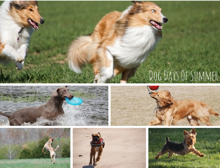 Dog Days of Summer: Wordless Wednesday’s Guide to Pet-Friendly Fun