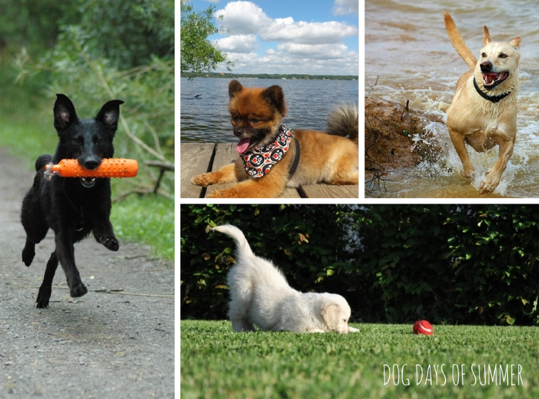 Dog Days of Summer: Wordless Wednesday’s Guide to Pet-Friendly Fun