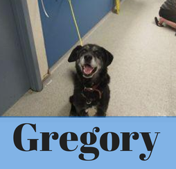 Meet Gregory: A Gentle 10-Year-Old Labrador Ready for His Forever Home