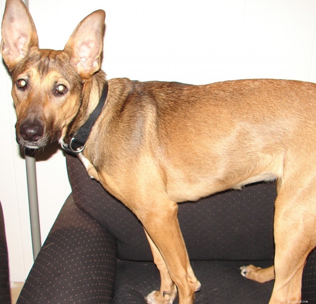 Is My Dog Hoarding? Understanding and Managing Your Dog’s Natural Stash Behavior