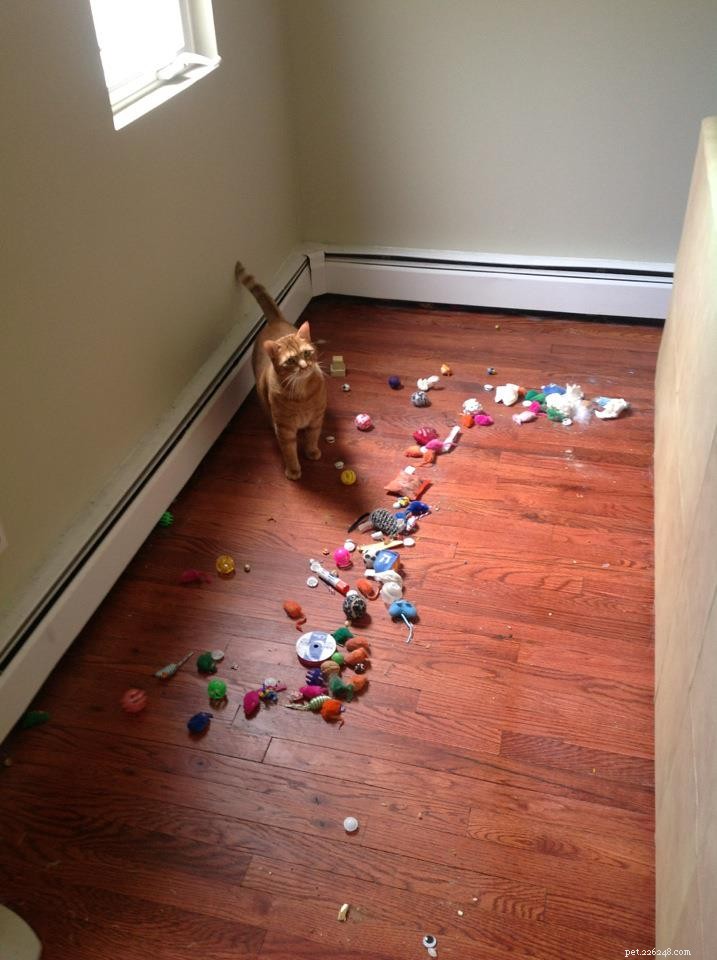 Is My Dog Hoarding? Understanding and Managing Your Dog’s Natural Stash Behavior