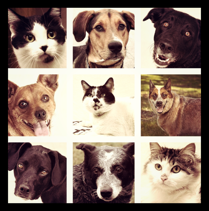 International Homeless Animals Day: Raising Awareness and Promoting Adoption