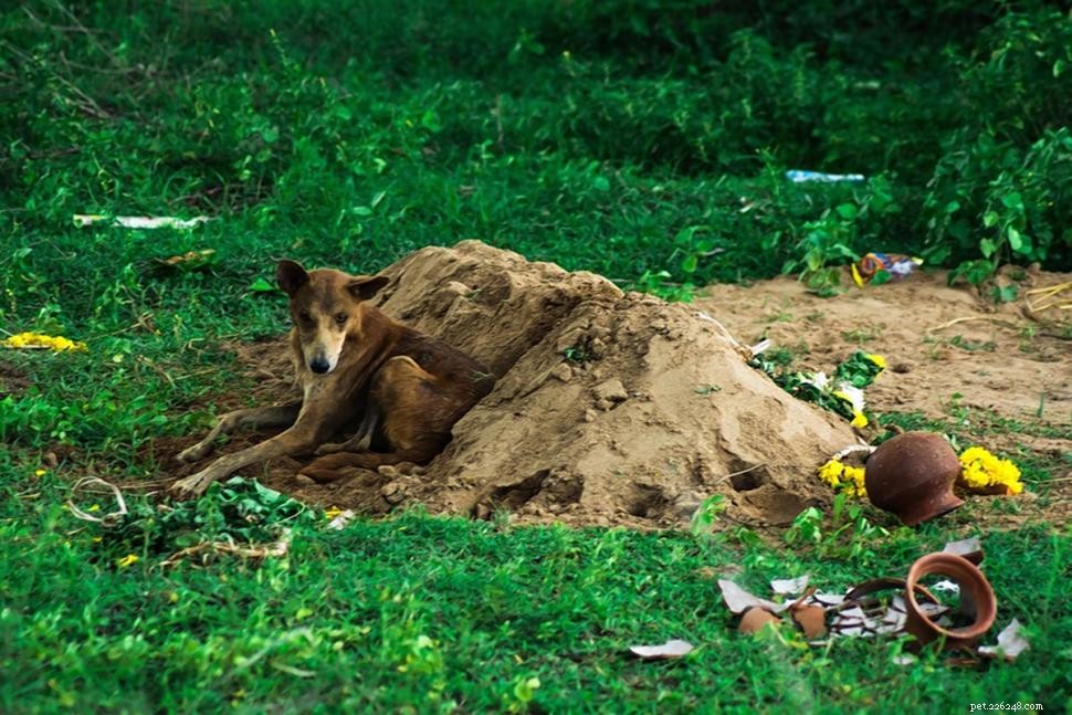 Dog Devotedly Guarded Owner’s Grave for 15 Days, Showing Unbreakable Loyalty
